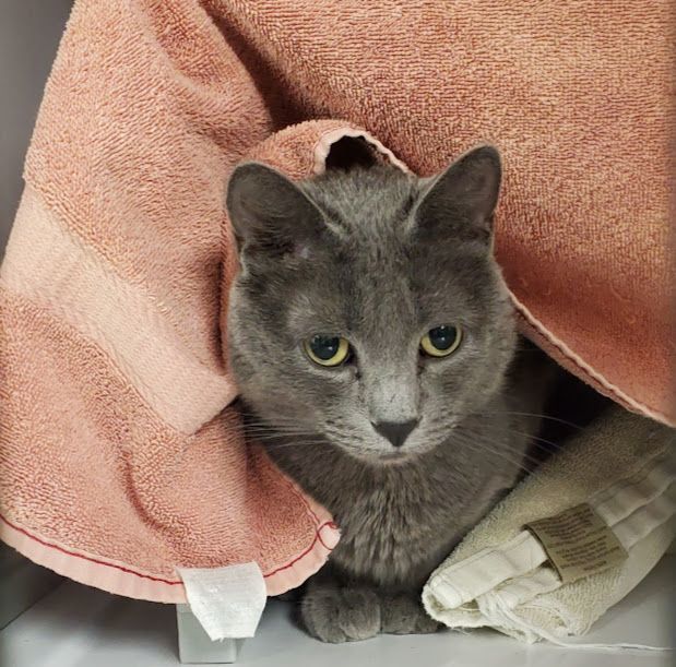 Lunar, a Adoptable Domestic Short Hair in Geneseo, IL image 1/2