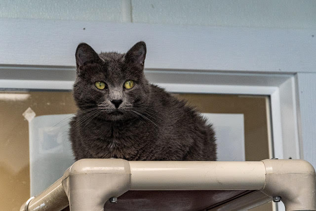 Lunar, a Adoptable Domestic Short Hair in Geneseo, IL image 2/2