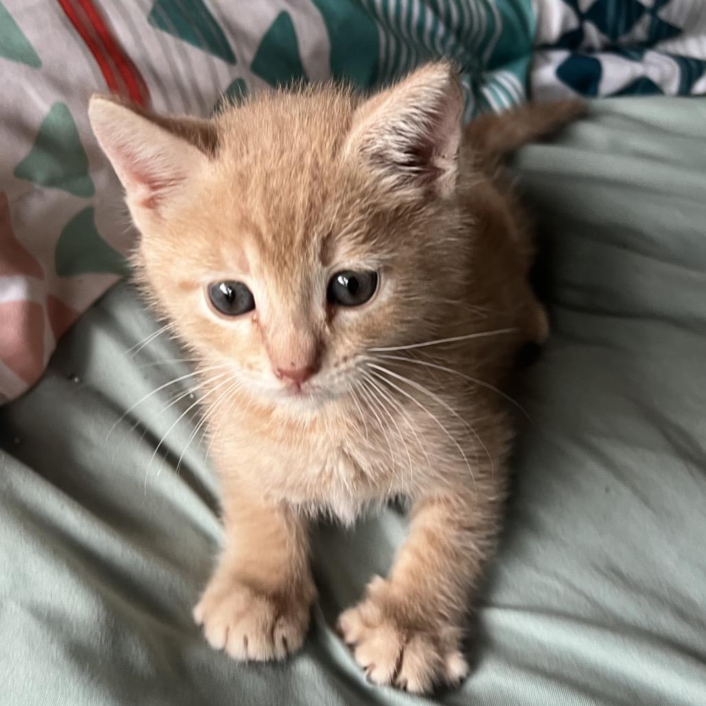 Tubby COH-A-67111, Adoptable, Kitten Male Domestic Short Hair.