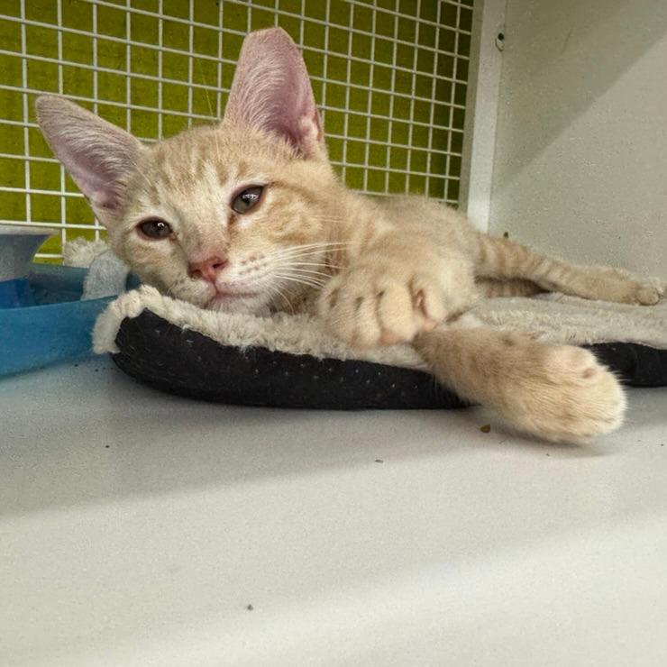 Tubby COH-A-67111, a Adoptable Domestic Short Hair in Volcano, HI image 2/2