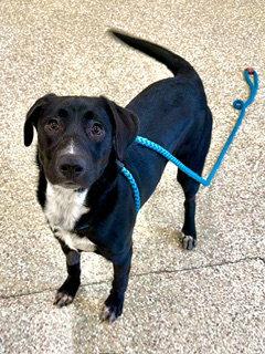 PALI, Adoptable, Young Female Labrador Retriever.