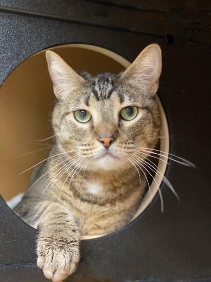 Twix, Adoptable, Adult Female Domestic Short Hair & Domestic Short Hair.