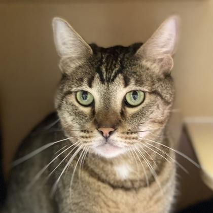 Twix, a Adoptable mixed breed in Burlington, WA image 2/2