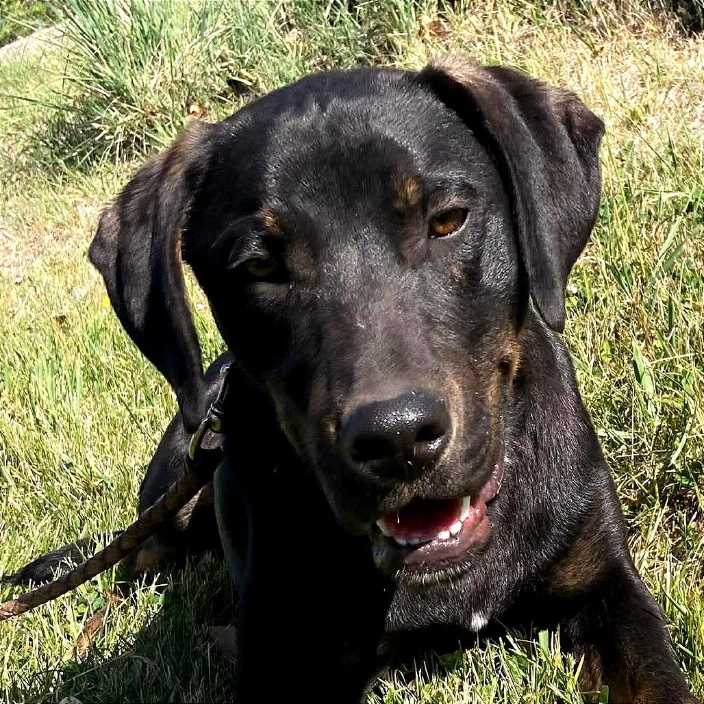 Dude, Adoptable, Young Male German Wirehaired Pointer.