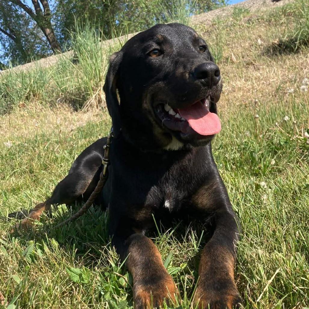 Enlarge Dude, a Adoptable German Wirehaired Pointer in TONASKET, WA image 2/5