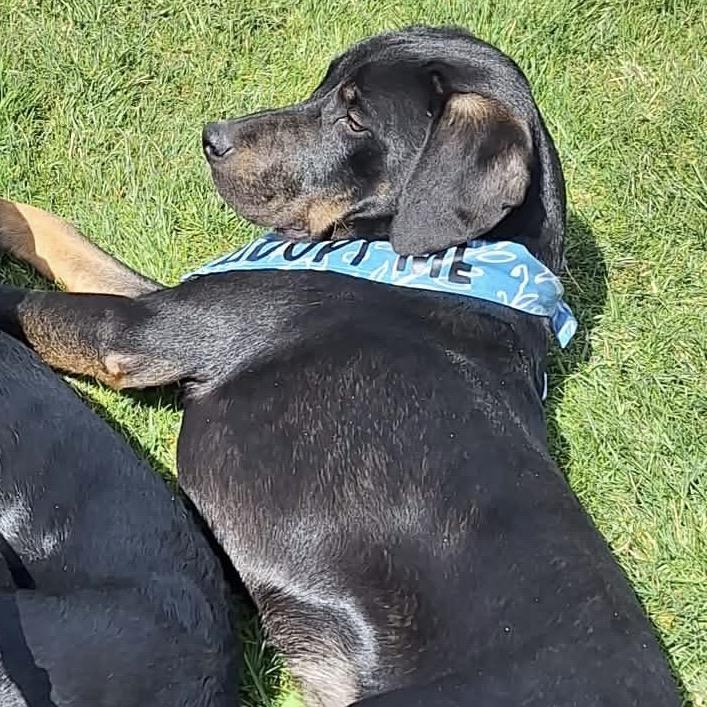 Enlarge Dude, a Adoptable German Wirehaired Pointer in TONASKET, WA image 4/5