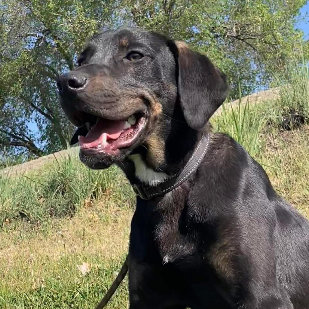 Enlarge Dude, a Adoptable German Wirehaired Pointer in TONASKET, WA image 5/5