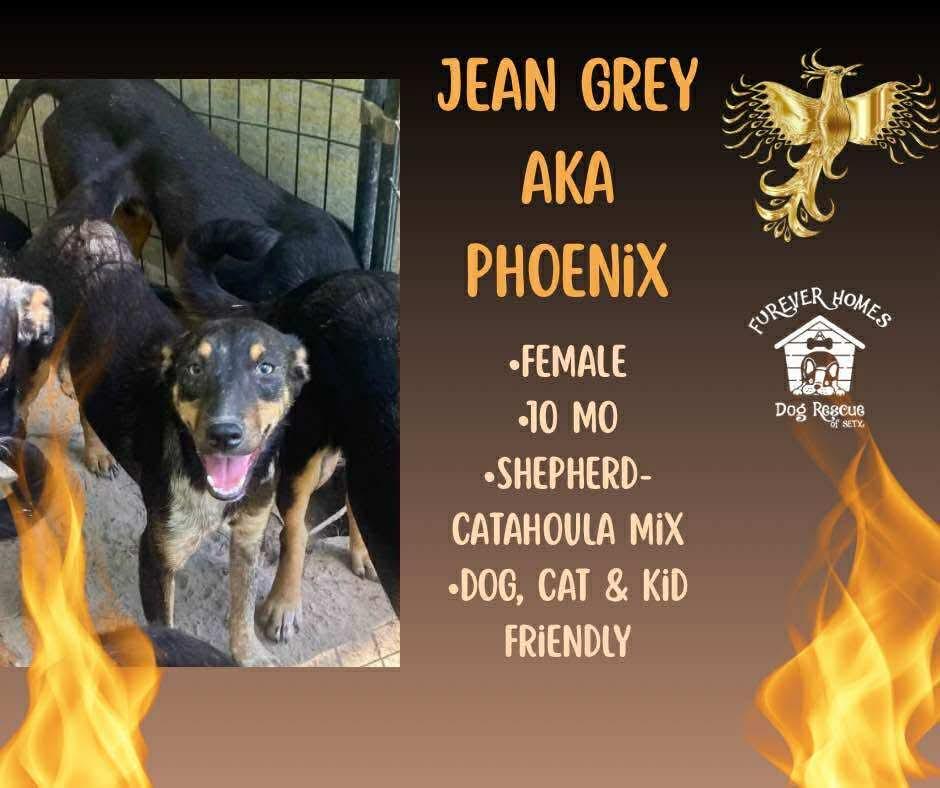 Enlarge Jean Grey aka Phoenix, a Adoptable mixed breed in Aulac, NB image 1/1