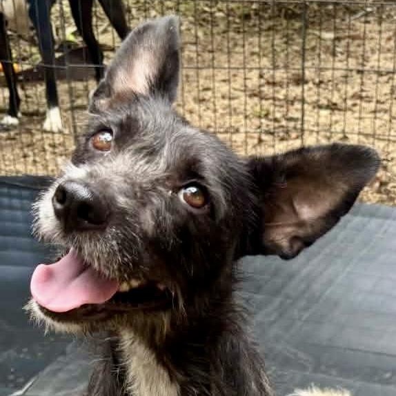 COOKIE, Adoptable, Adult Female Cairn Terrier.