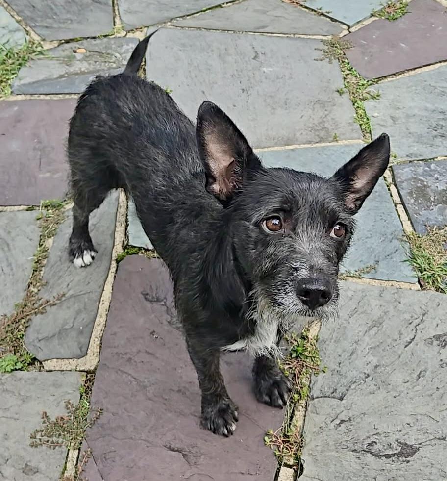 Enlarge COOKIE, a Adoptable mixed breed in West Haven, CT image 2/3