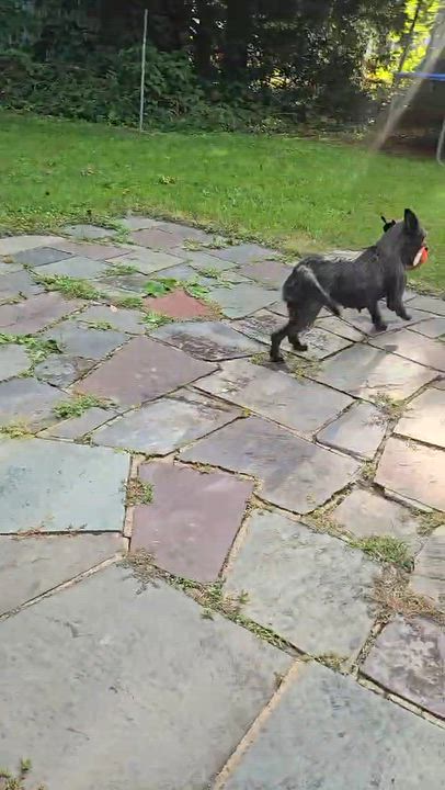 Enlarge COOKIE, a Adoptable mixed breed in West Haven, CT video 3/3
