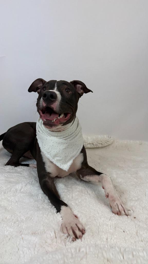 Stoick, Adoptable, Young Male American Staffordshire Terrier & Pit Bull Terrier.