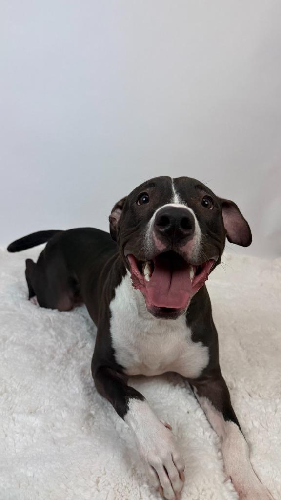 Enlarge Stoick, a Adoptable mixed breed in Phoenix, AZ image 2/6
