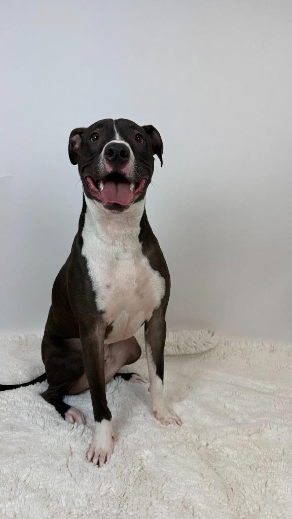 Enlarge Stoick, a Adoptable mixed breed in Phoenix, AZ image 3/6