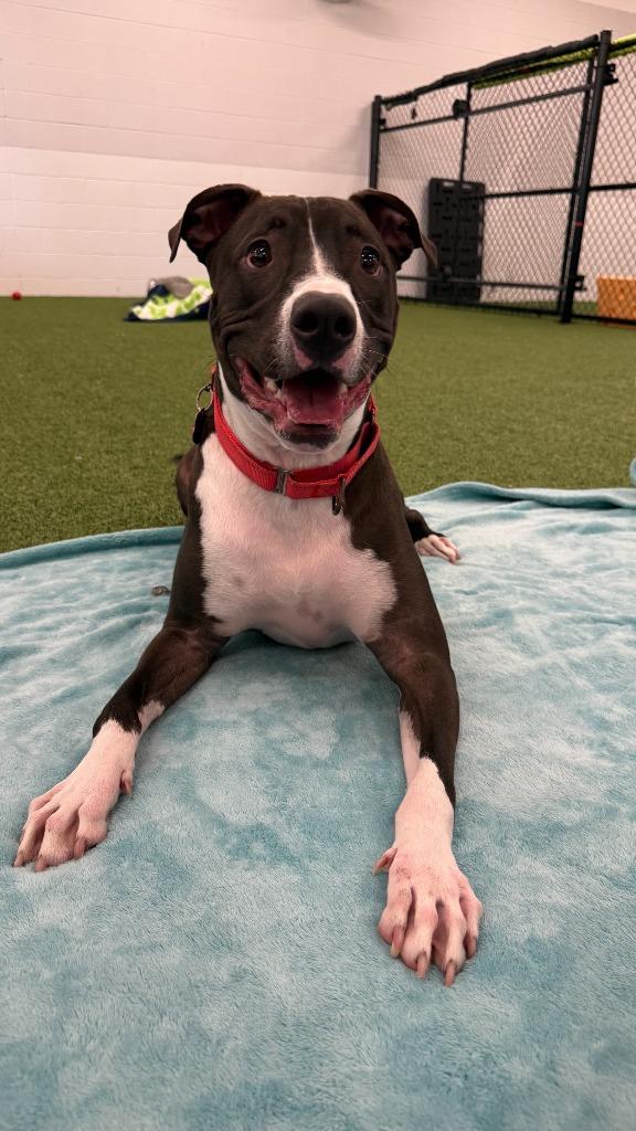 Enlarge Stoick, a Adoptable mixed breed in Phoenix, AZ image 4/6