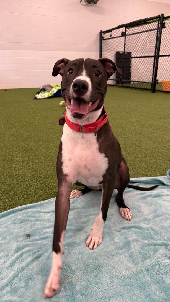 Enlarge Stoick, a Adoptable mixed breed in Phoenix, AZ image 5/6
