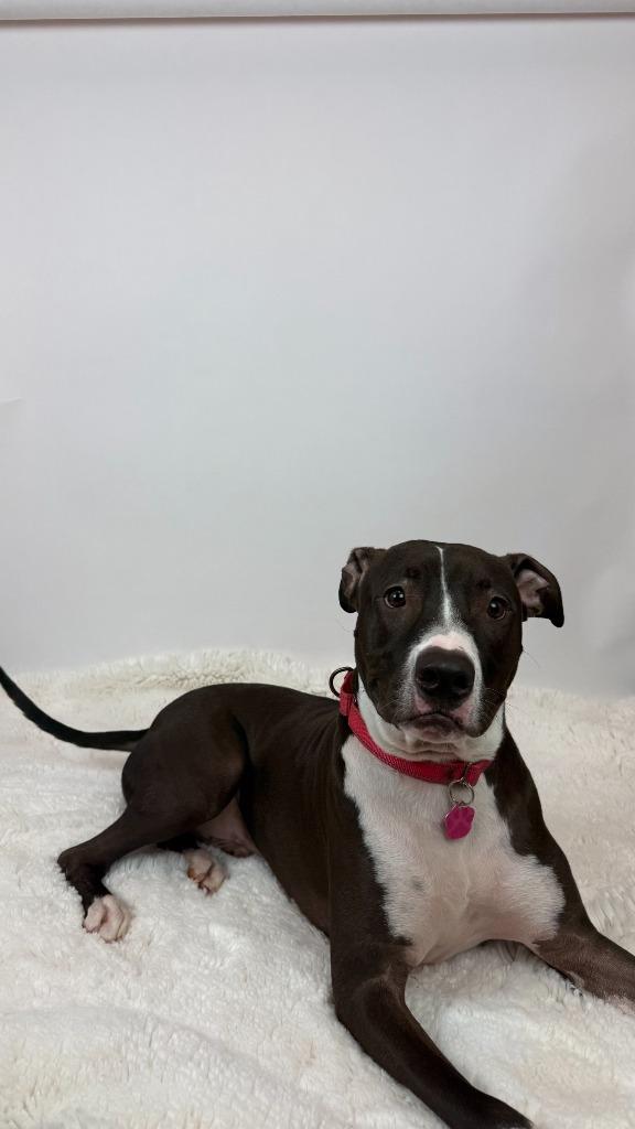 Enlarge Stoick, a Adoptable mixed breed in Phoenix, AZ image 6/6