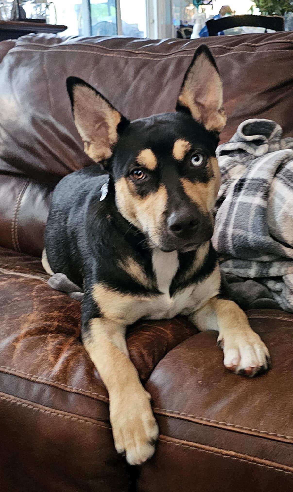 Sunshine, Adoptable, Young Female Siberian Husky & American Bulldog.