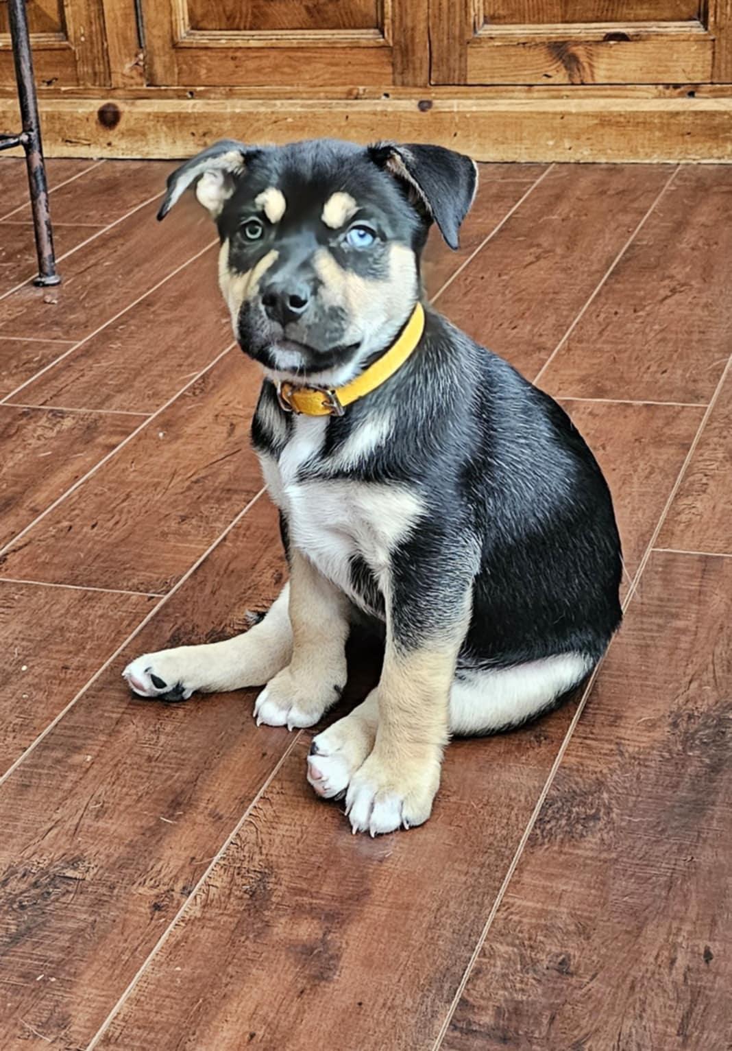 Sunshine, a Adoptable mixed breed in Menifee, CA image 6/6