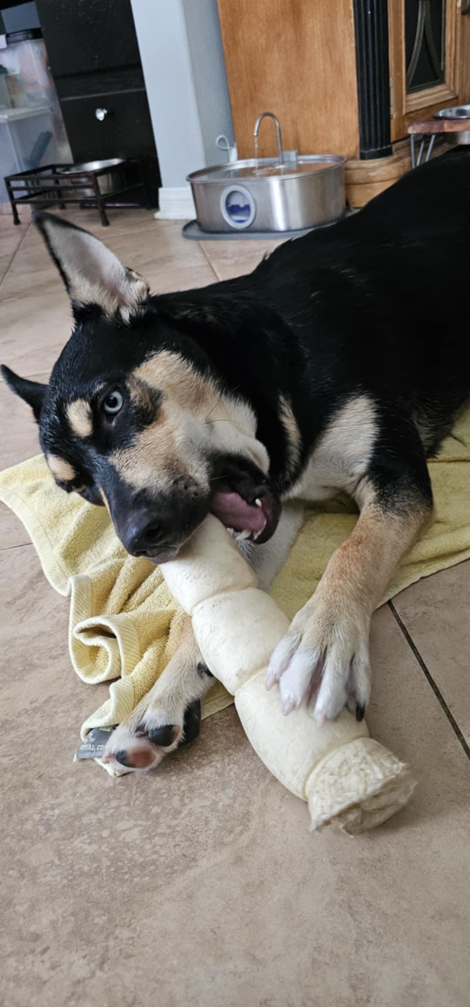 Sunshine, a Adoptable mixed breed in Menifee, CA image 5/6