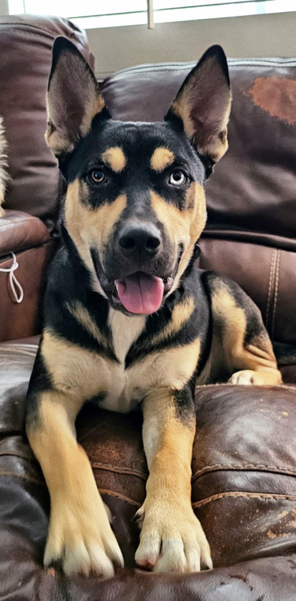 Sunshine, a Adoptable mixed breed in Menifee, CA image 3/6