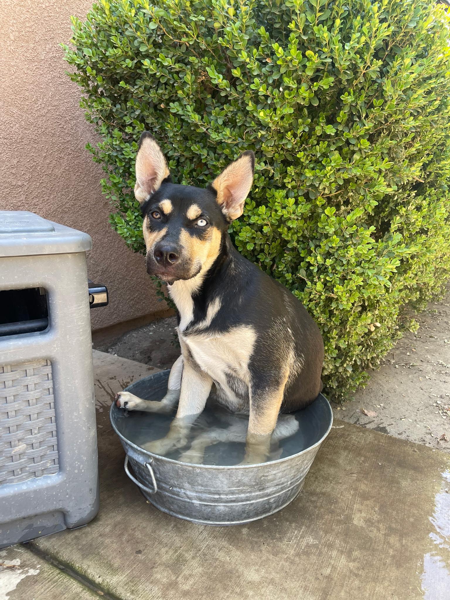 Sunshine, a Adoptable mixed breed in Menifee, CA image 4/6