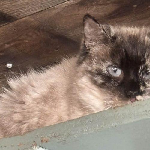 Moxie Melus, Adoptable, Senior Female Siamese.