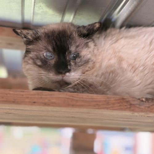 Enlarge Moxie Melus, a Adoptable Siamese in Tipp City, OH image 2/5