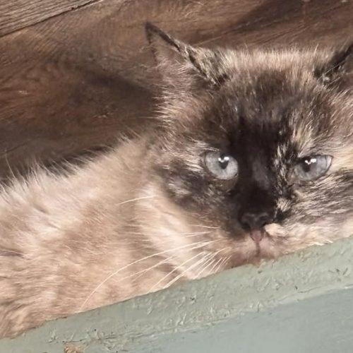 Enlarge Moxie Melus, a Adoptable Siamese in Tipp City, OH image 3/5