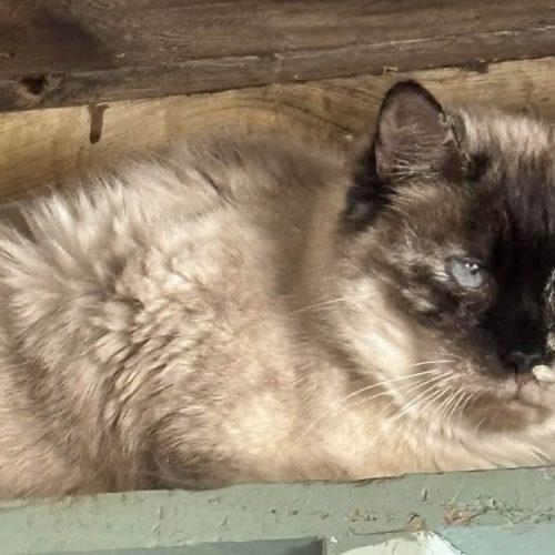 Enlarge Moxie Melus, a Adoptable Siamese in Tipp City, OH image 4/5
