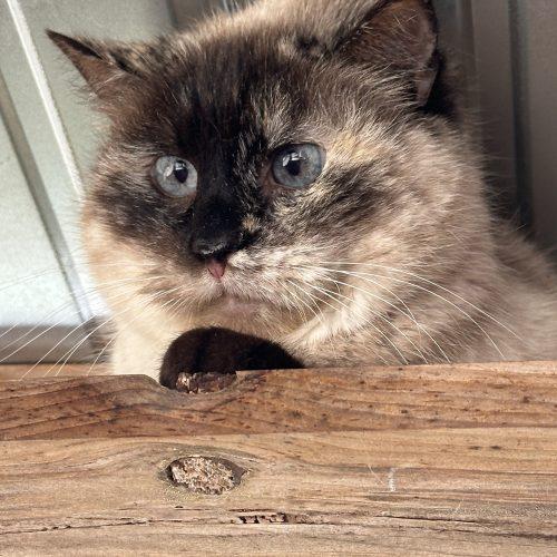 Enlarge Moxie Melus, a Adoptable Siamese in Tipp City, OH image 5/5