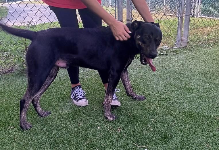 Fraser, ADOPTABLE, Adult Male Dutch Shepherd.