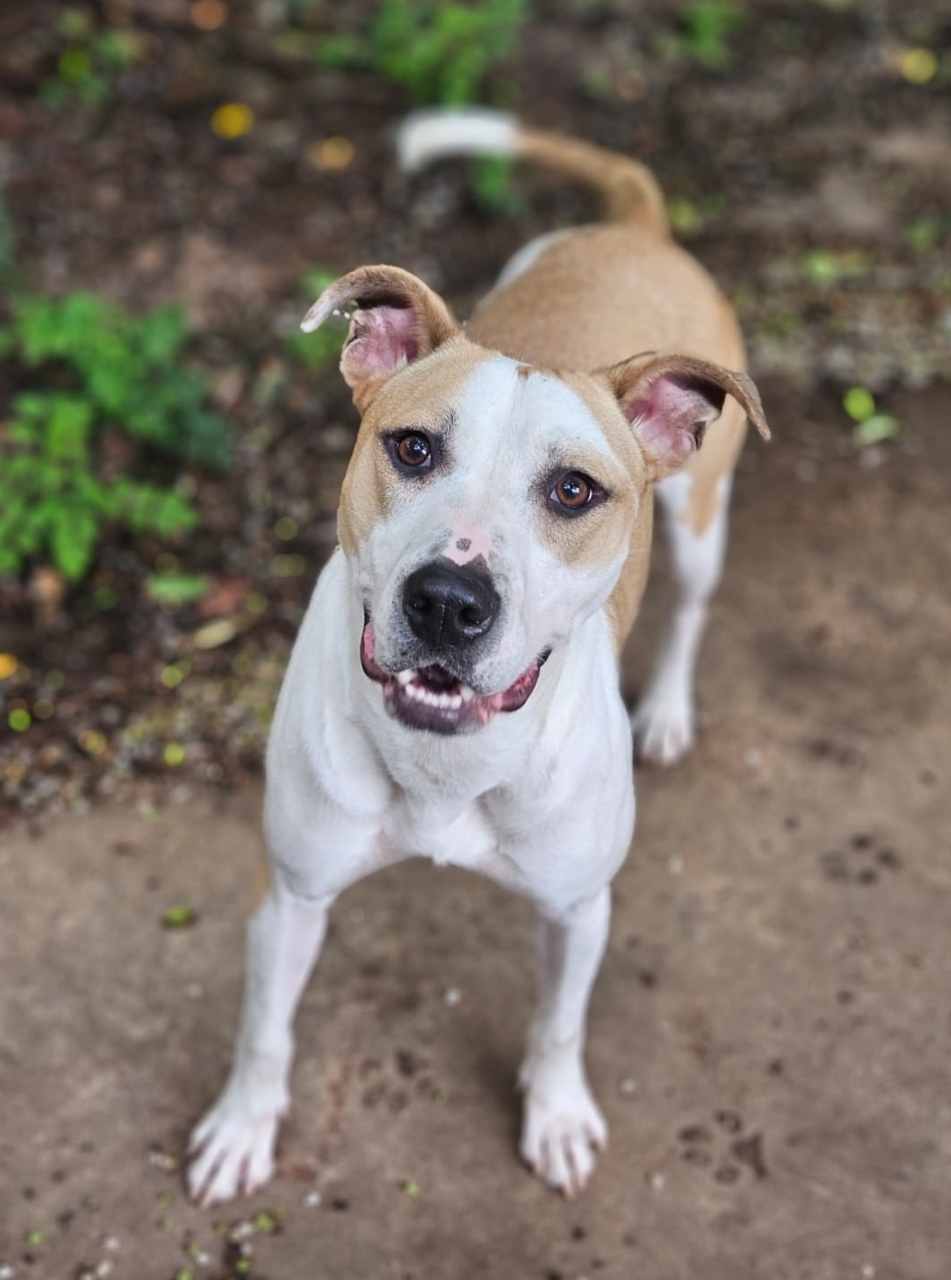 Tisha, a Adoptable mixed breed in Houston, TX image 4/6