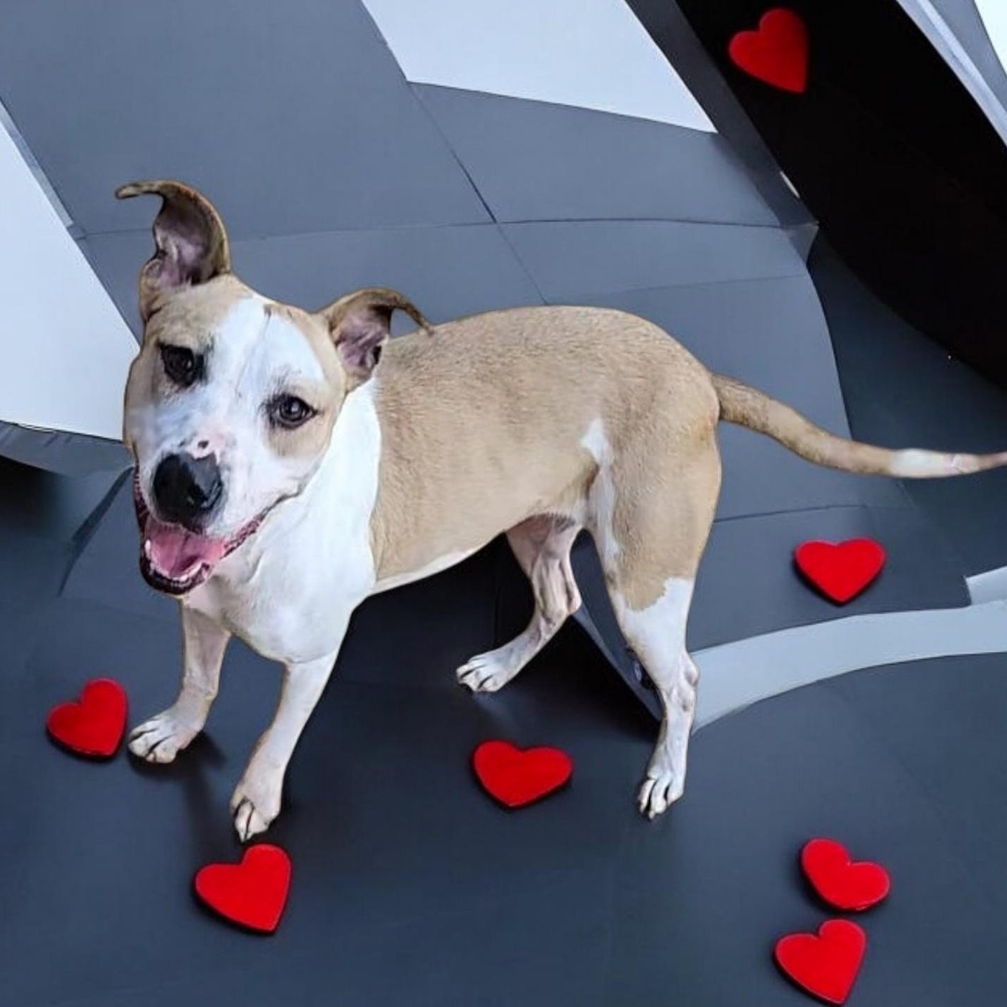 Tisha, a Adoptable mixed breed in Houston, TX image 3/6