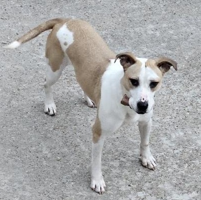 Tisha, a Adoptable mixed breed in Houston, TX image 2/6