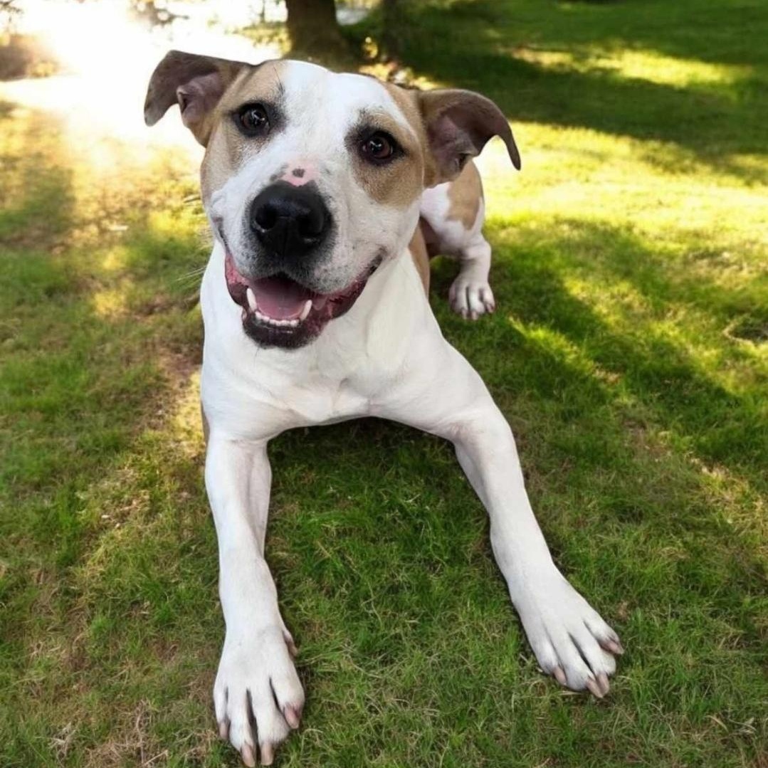 Tisha, a Adoptable mixed breed in Houston, TX image 1/6