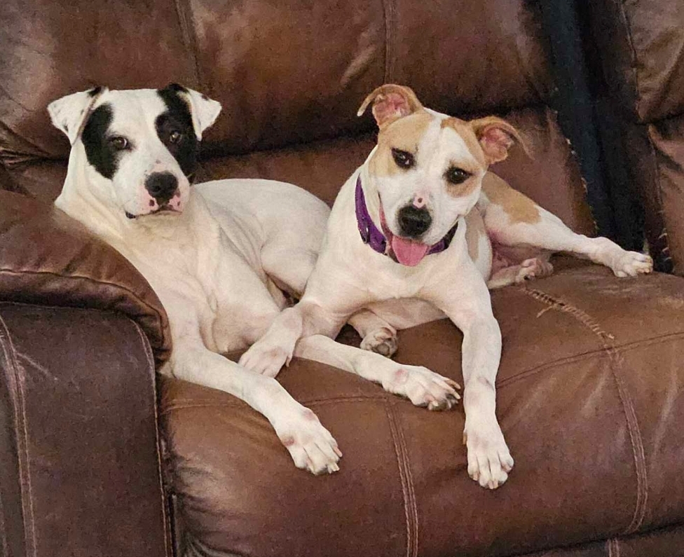 Tisha, a Adoptable mixed breed in Houston, TX image 5/6