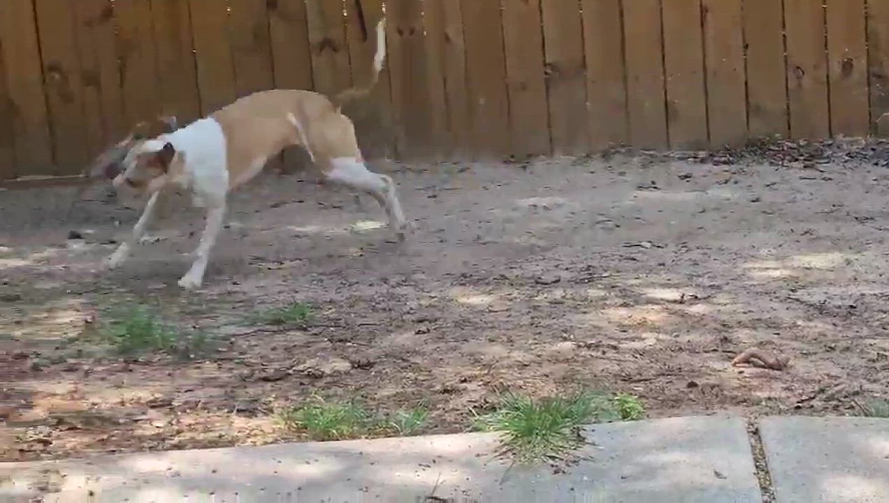 Enlarge Tisha, a Adoptable mixed breed in Houston, TX video 6/6