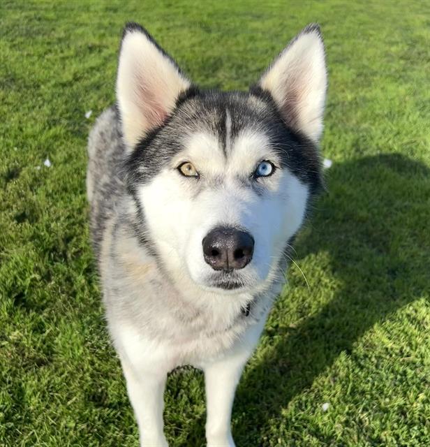 DENALI, Adoptable, Adult Male Husky.