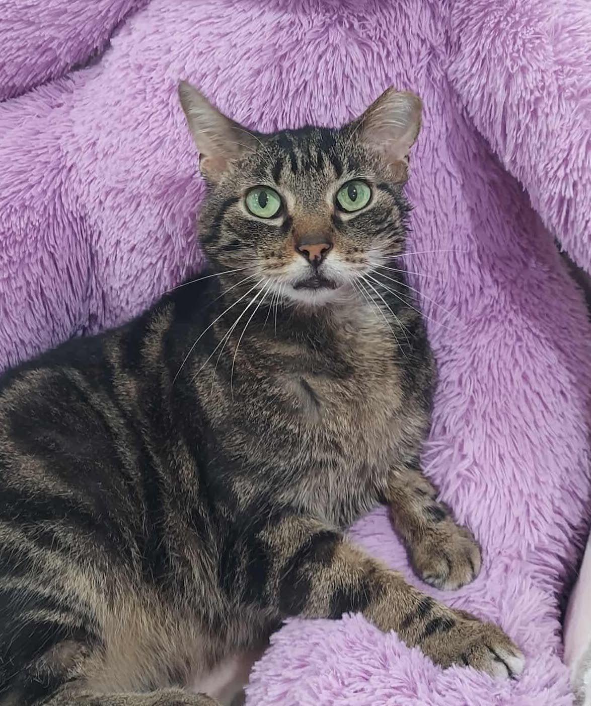 Ragnar, a Adoptable Domestic Short Hair in North Huntingdon, PA image 4/5