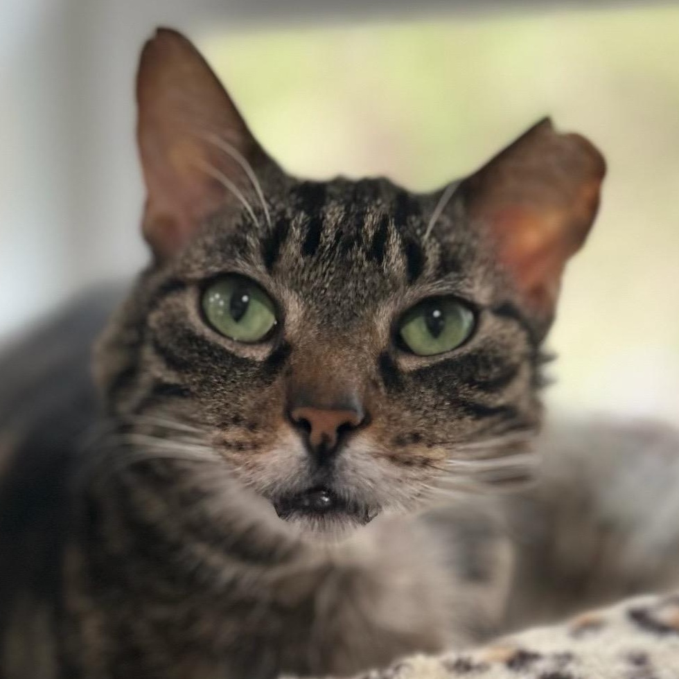 Ragnar, a Adoptable Domestic Short Hair in North Huntingdon, PA image 2/5