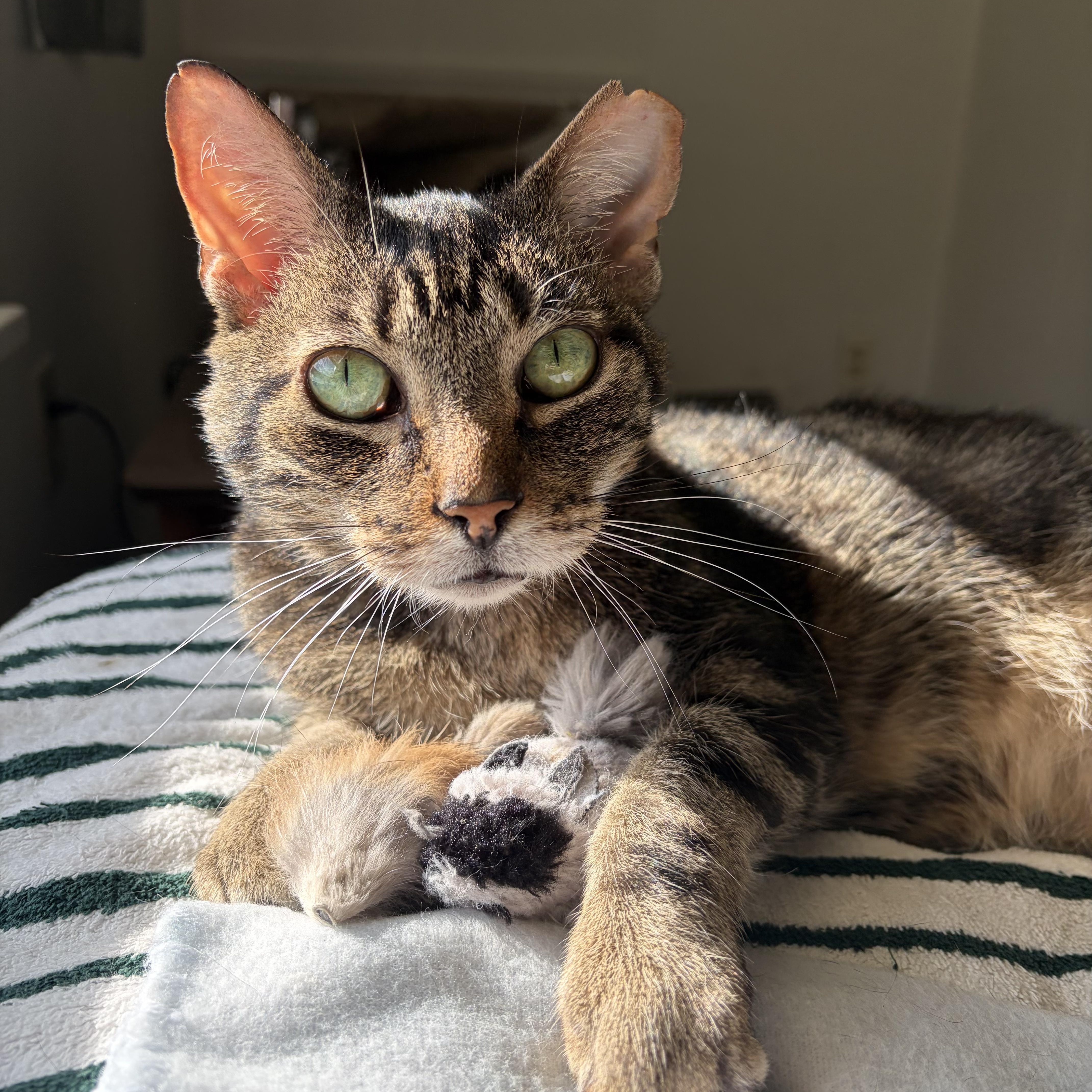 Ragnar, a Adoptable Domestic Short Hair in North Huntingdon, PA image 5/5