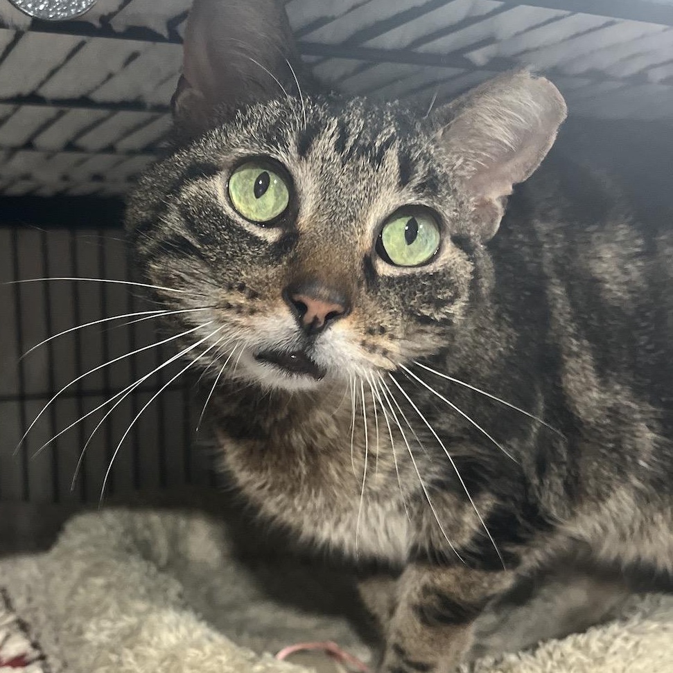 Ragnar, a Adoptable Domestic Short Hair in North Huntingdon, PA image 1/5