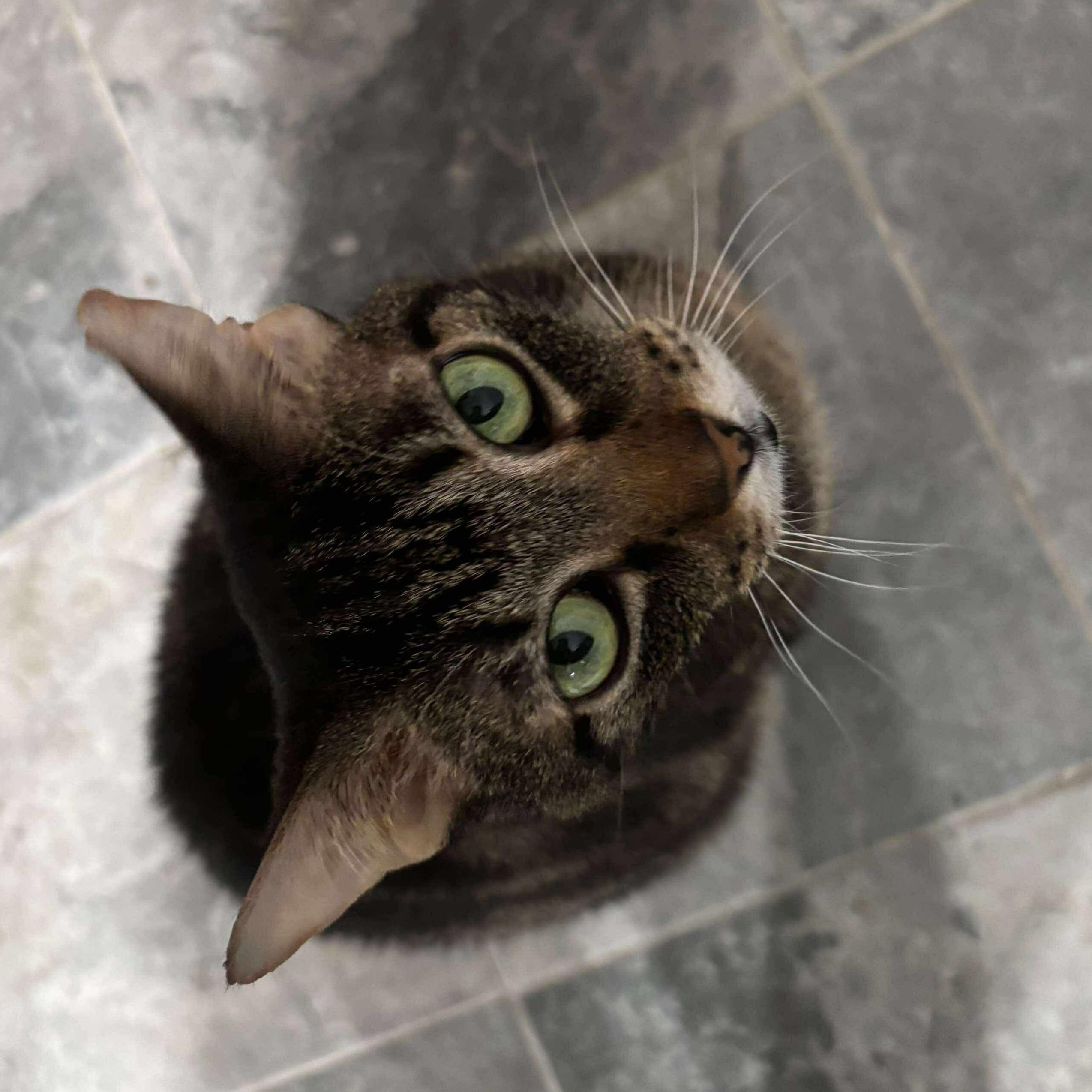 Ragnar, a Adoptable Domestic Short Hair in North Huntingdon, PA image 3/5