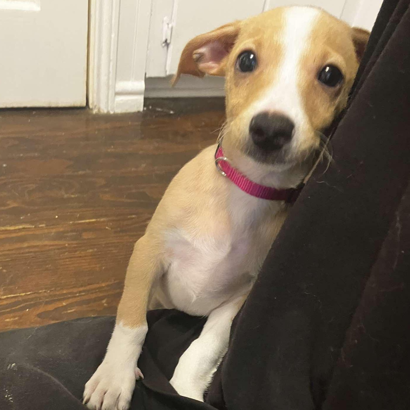 Loki, an adopted mixed breed in Providence, RI image 2/6