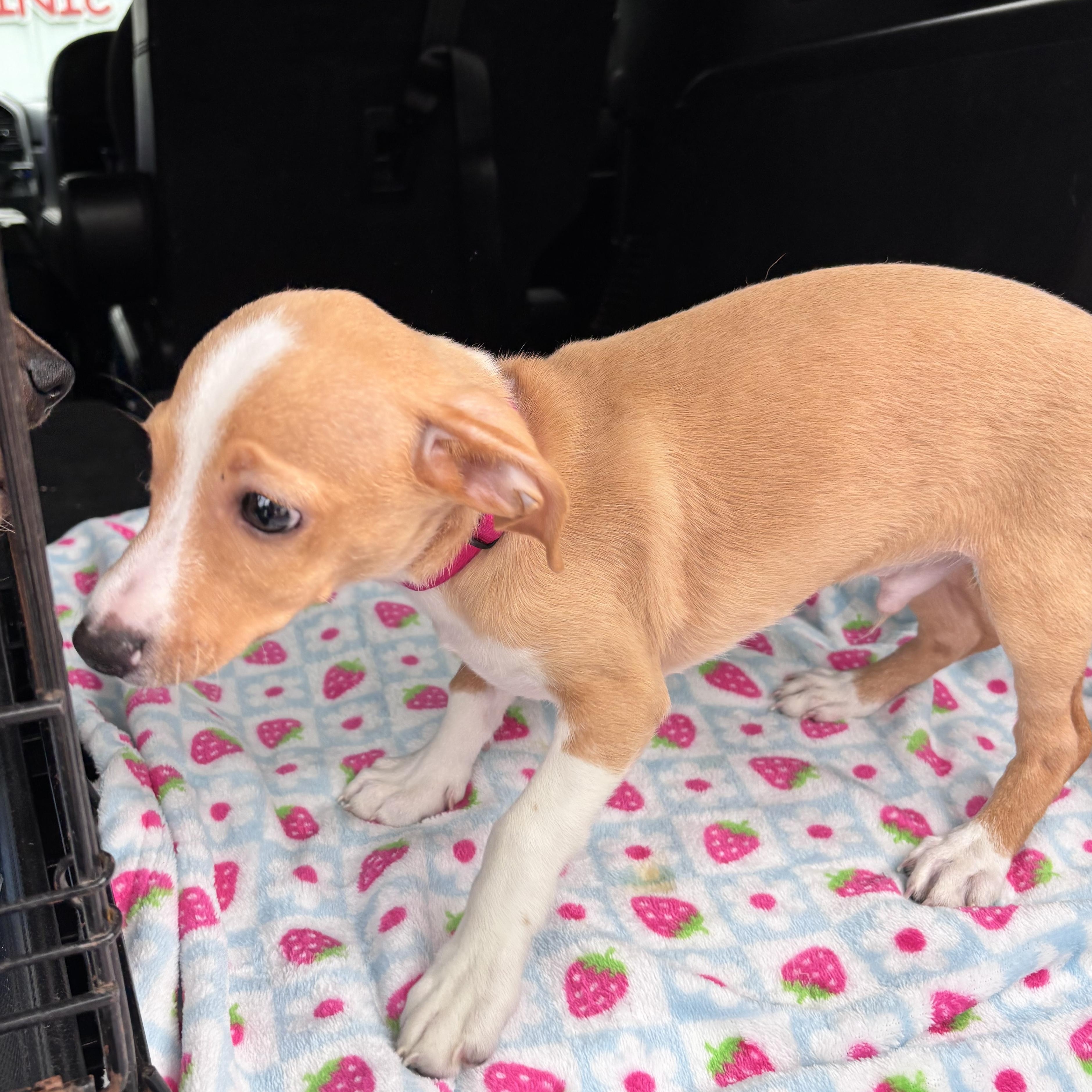 Loki, an adopted mixed breed in Providence, RI image 5/6