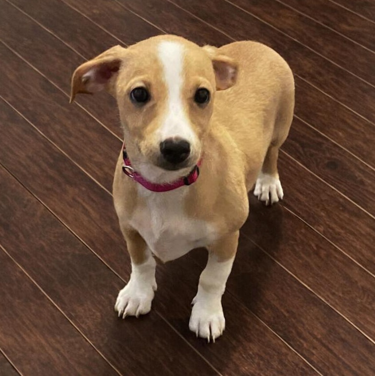 Loki, an adopted mixed breed in Providence, RI image 4/6