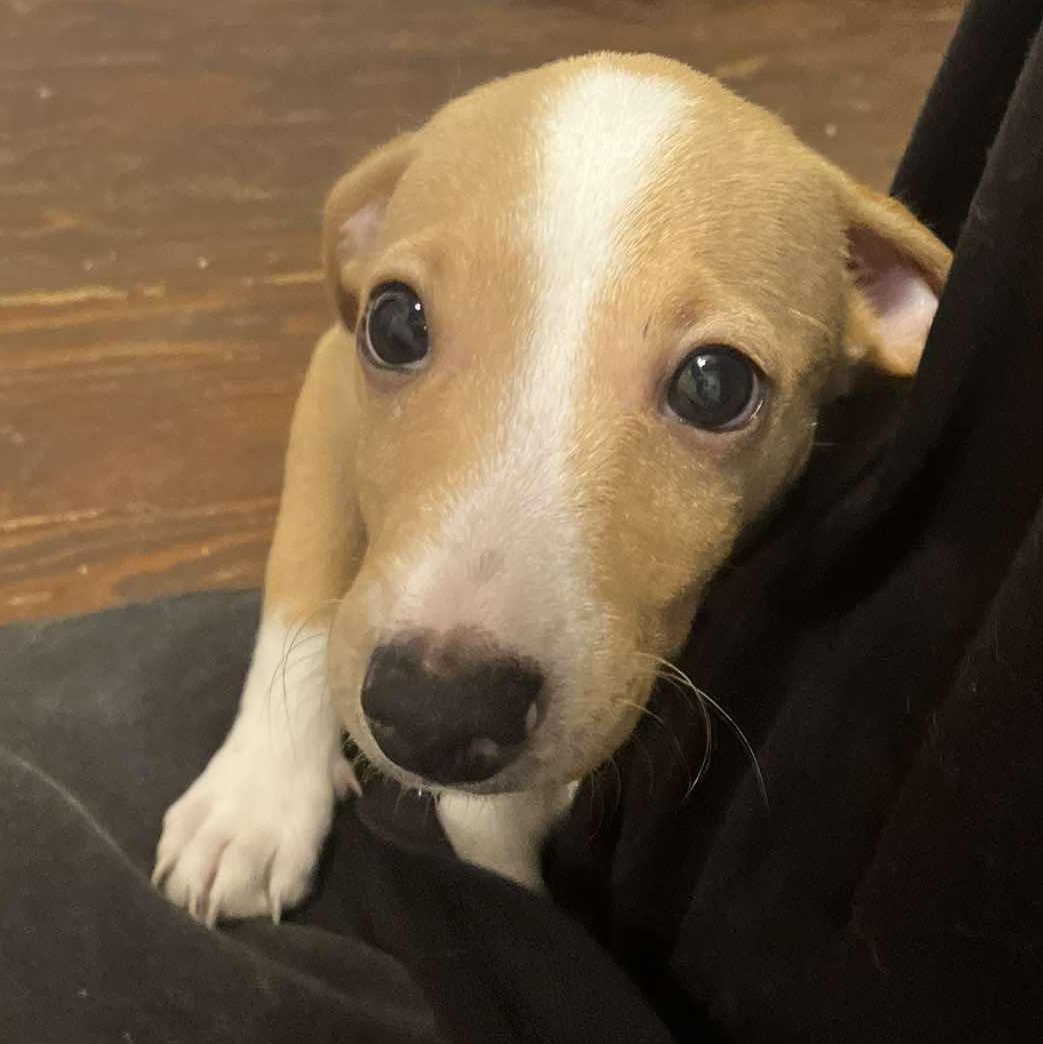 Loki, an adopted mixed breed in Providence, RI image 6/6