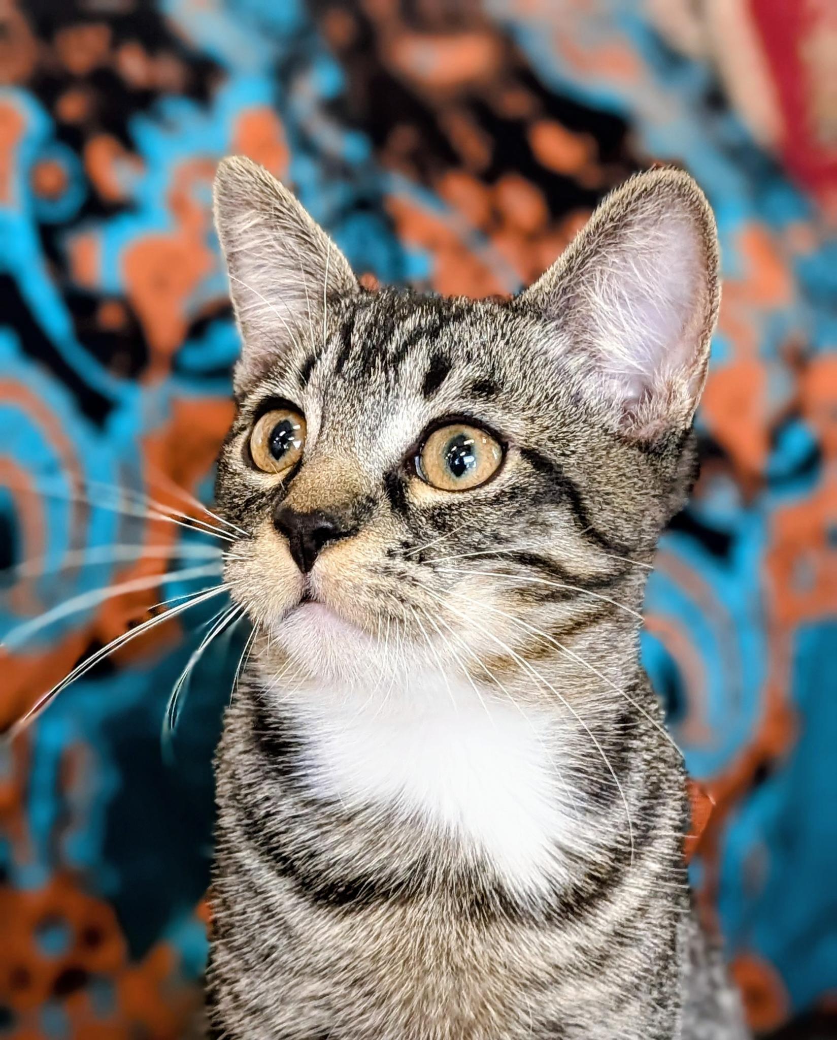 Enlarge Tiff, a Adoptable Domestic Short Hair in Petaluma, CA image 1/5