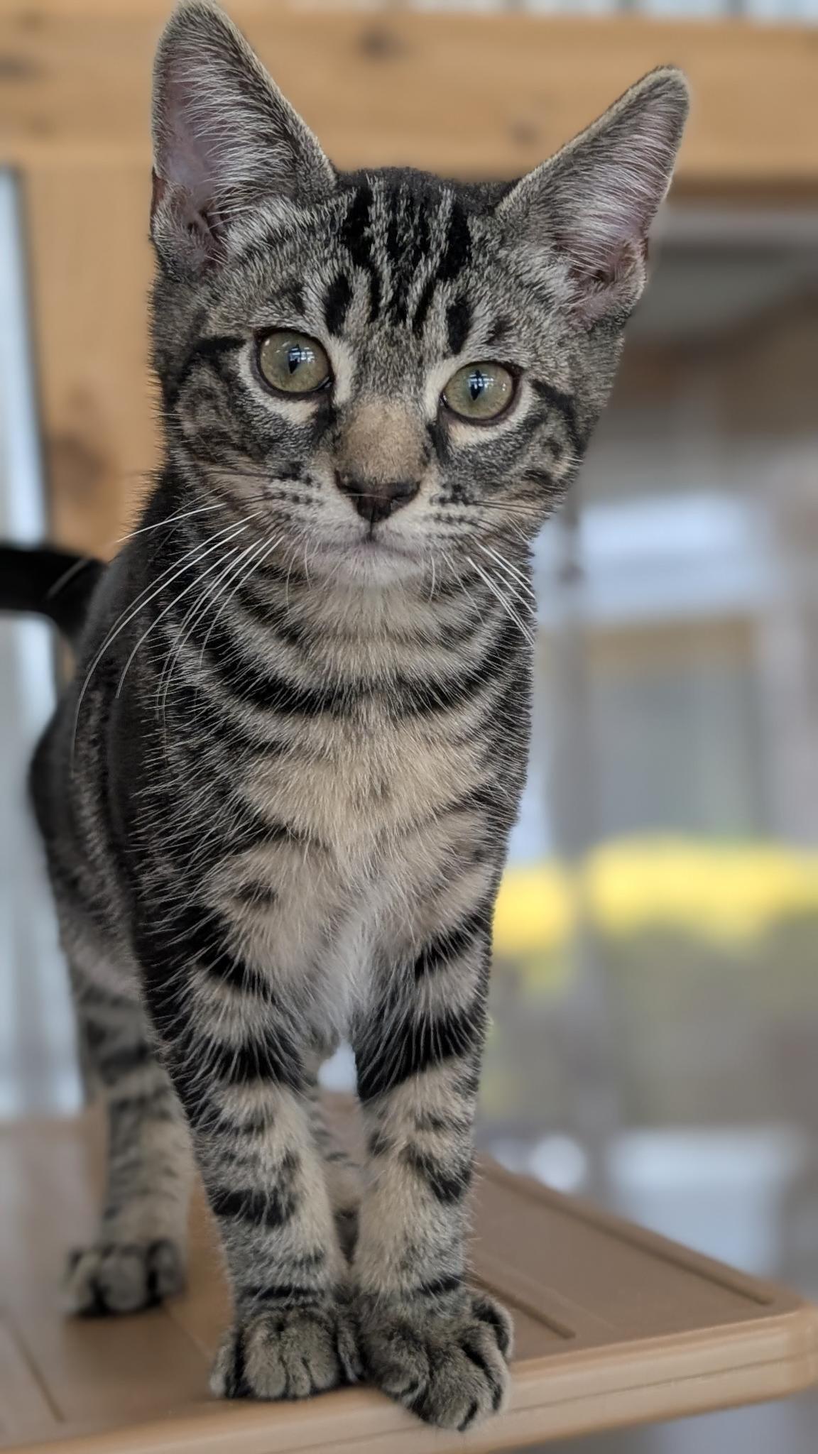Enlarge Tiff, a Adoptable Domestic Short Hair in Petaluma, CA image 5/5